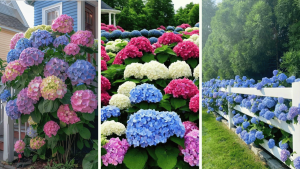 Read more about the article 15 Hydrangea Landscaping Ideas For Your Garden